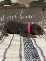 Hot pink, a female Doberman Pinscher for sale in Fort Worth, TX – 2 of 5