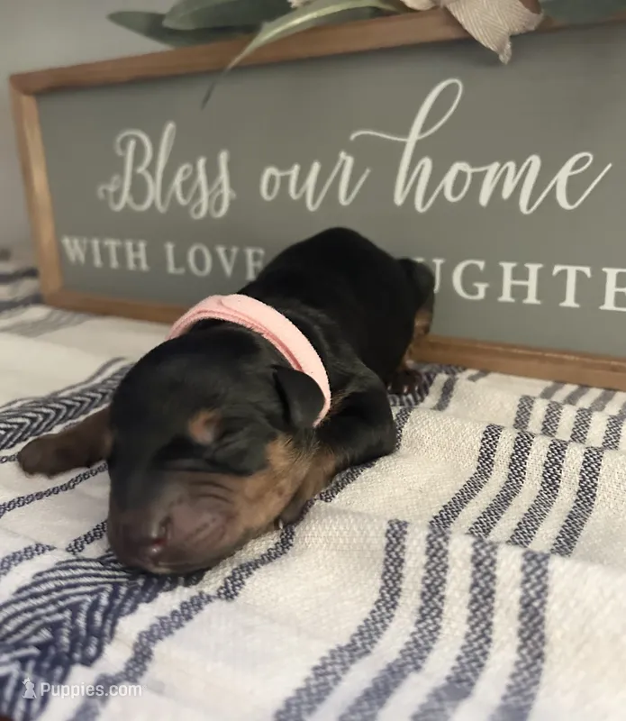 Baby pink  – Doberman Pinscher puppy for sale in Fort Worth, TX