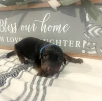 Royal, a male Doberman Pinscher for sale in Fort Worth, TX – 1 of 3