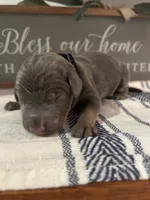 Blue , a male Doberman Pinscher for sale in Fort Worth, TX – 6 of 6