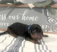 Royal, a male Doberman Pinscher for sale in Fort Worth, TX – 3 of 3