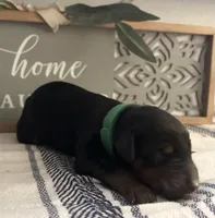 Hunter, a male Doberman Pinscher for sale in Fort Worth, TX – 2 of 5