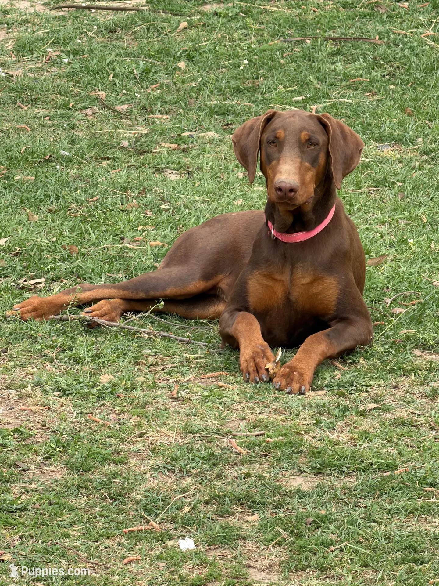 Doberman Pinchers – Doberman Pinscher puppy for sale in Fort Worth, TX