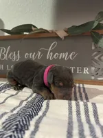 Hot pink, a female Doberman Pinscher for sale in Fort Worth, TX – 5 of 5