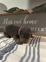 Hot pink, a female Doberman Pinscher for sale in Fort Worth, TX – 4 of 5