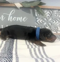 Royal, a male Doberman Pinscher for sale in Fort Worth, TX – 2 of 3