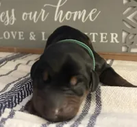 Hunter, a male Doberman Pinscher for sale in Fort Worth, TX – 1 of 5