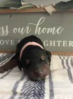 Baby pink , a female Doberman Pinscher for sale in Fort Worth, TX – 2 of 3