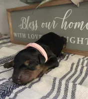 Baby pink , a female Doberman Pinscher for sale in Fort Worth, TX – 3 of 3