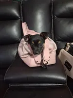 Carter, a male Rottweiler and Alaskan Husky for sale in Charlotte, NC – Photo 3 of 3