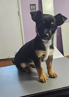 Carter, a male Rottweiler and Alaskan Husky for sale in Charlotte, NC – Photo 2 of 3