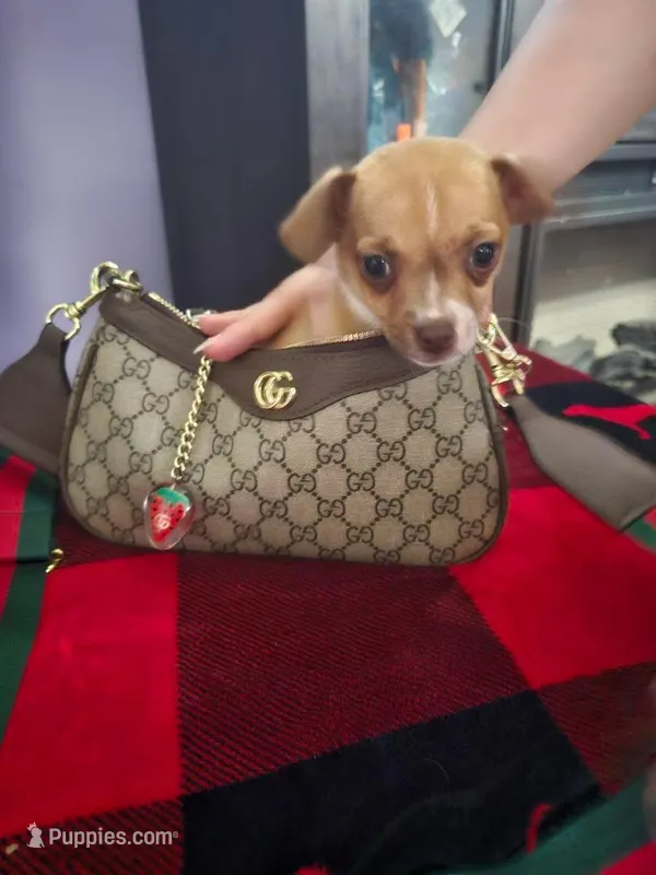 Rye – Chihuahua puppy for sale in Charlotte, NC