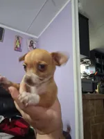 Rye, a male Chihuahua for sale in Charlotte, NC – Photo 3 of 3