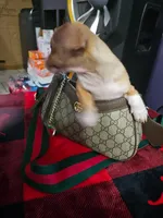 Rye, a male Chihuahua for sale in Charlotte, NC – Photo 2 of 3