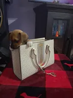 Lestat, a male American Staffordshire Terrier and Chihuahua for sale in Charlotte, NC – Photo 2 of 4