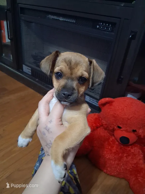 Louie  – American Staffordshire Terrier, Chihuahua puppy for sale in Charlotte, NC
