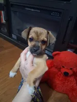 Louie , a male American Staffordshire Terrier and Chihuahua for sale in Charlotte, NC – Photo 1 of 7