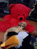 Louie , a male American Staffordshire Terrier and Chihuahua for sale in Charlotte, NC – Photo 5 of 7