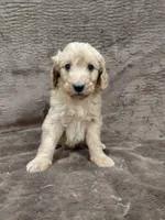 Findlay, a female Goldendoodle for sale in Wolcottville, IN – 5 of 6