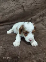 Daisy , a female Miniature Goldendoodle for sale in Wolcottville, IN – 3 of 4
