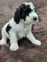 Baxter, a male Miniature Bernedoodle for sale in Wolcottville, IN – Photo 2 of 10