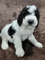 Baxter, a male Miniature Bernedoodle for sale in Wolcottville, IN – Photo 1 of 10