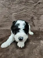 Baxter, a male Miniature Bernedoodle for sale in Wolcottville, IN – Photo 3 of 10