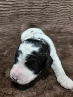 Baxter, a male Miniature Bernedoodle for sale in Wolcottville, IN – Photo 7 of 10