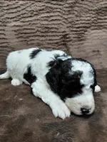 Baxter, a male Miniature Bernedoodle for sale in Wolcottville, IN – Photo 10 of 10