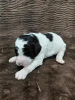 Baxter, a male Miniature Bernedoodle for sale in Wolcottville, IN – Photo 9 of 10