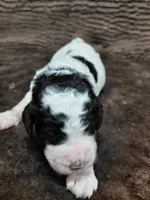 Baxter, a male Miniature Bernedoodle for sale in Wolcottville, IN – Photo 5 of 10