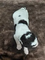 Baxter, a male Miniature Bernedoodle for sale in Wolcottville, IN – Photo 6 of 10