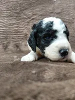 Baxter, a male Miniature Bernedoodle for sale in Wolcottville, IN – Photo 4 of 10