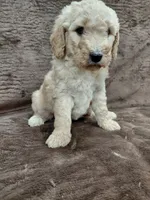 Fiona, a female Goldendoodle for sale in Wolcottville, IN – 2 of 4