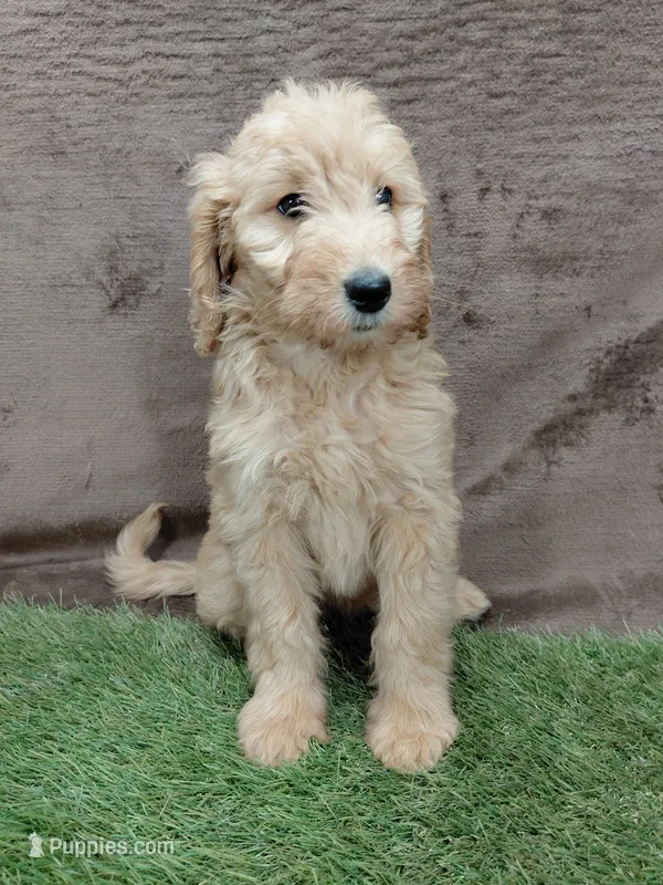 Findlay – Goldendoodle puppy for sale in Wolcottville, IN