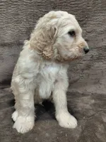 Felix, a male Goldendoodle for sale in Wolcottville, IN – 3 of 4