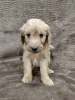 Findlay, a female Goldendoodle for sale in Wolcottville, IN – 4 of 6