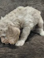Felix, a male Goldendoodle for sale in Wolcottville, IN – 2 of 4