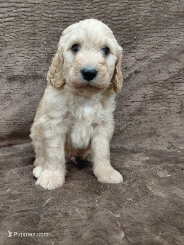 Felix – Goldendoodle puppy for sale in Wolcottville, IN