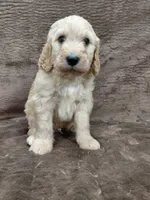 Felix, a male Goldendoodle for sale in Wolcottville, IN – 1 of 4