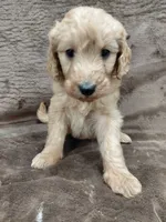 Findlay, a female Goldendoodle for sale in Wolcottville, IN – 3 of 6