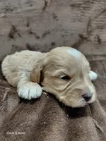 Eddie, a male Miniature Goldendoodle for sale in Wolcottville, IN – Photo 4 of 5