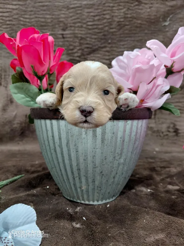 Eddie – Miniature Goldendoodle puppy for sale in Wolcottville, IN