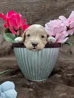 Eddie, a male Miniature Goldendoodle for sale in Wolcottville, IN – Photo 1 of 5