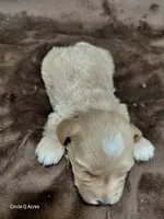 Eddie, a male Miniature Goldendoodle for sale in Wolcottville, IN – Photo 5 of 5