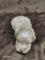 Eddie, a male Miniature Goldendoodle for sale in Wolcottville, IN – Photo 3 of 5