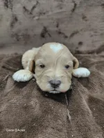 Eddie, a male Miniature Goldendoodle for sale in Wolcottville, IN – Photo 2 of 5