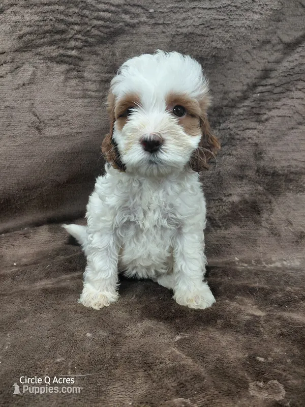 Hazel Micro/mini – Miniature Goldendoodle puppy for sale in Wolcottville, IN