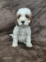 Hazel Micro/mini, a female Miniature Goldendoodle for sale in Wolcottville, IN – 1 of 7