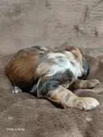 Darla ~ Chocolate Merle Female 🔥 , a female Miniature Goldendoodle for sale in Wolcottville, IN – Photo 5 of 8